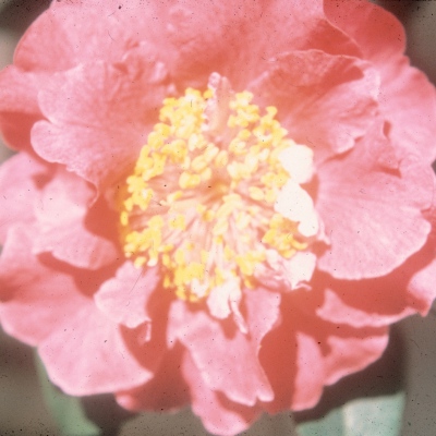Camellia City